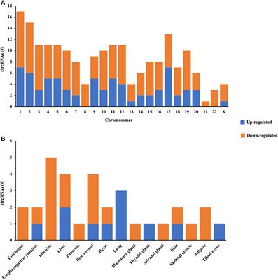 Profile and Functional Prediction of Plasma Exosome-Derived CircRNAs From Acute Ischemic Stroke Patients